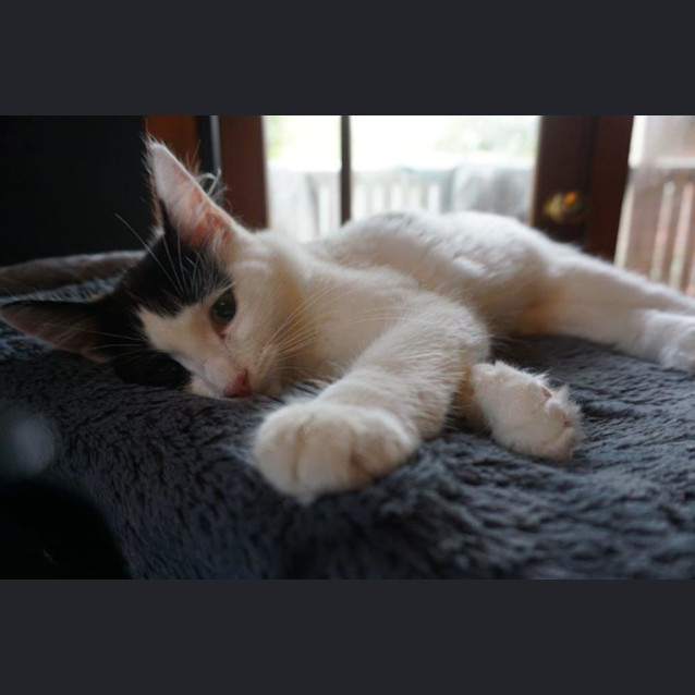 Photo of Moneypenny Kidgerbury