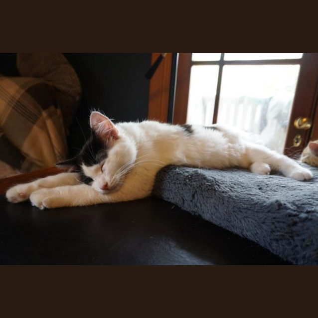 Photo of Moneypenny Kidgerbury