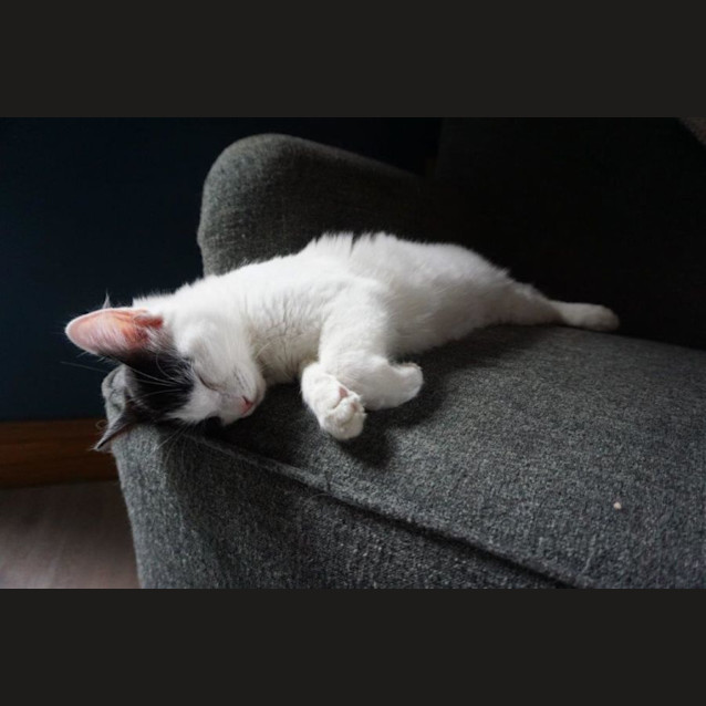 Photo of Moneypenny Kidgerbury