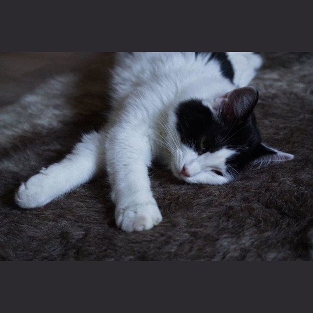 Photo of Moneypenny Kidgerbury