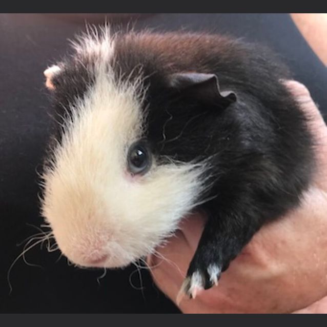 Photo of Curly And Mo