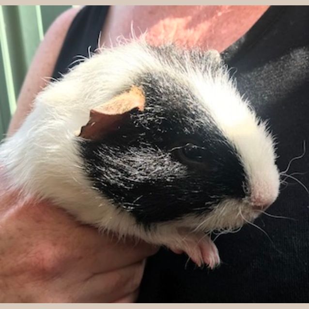 Photo of Curly And Mo