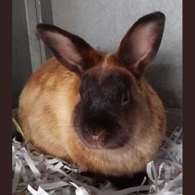 Photo of Cosmo