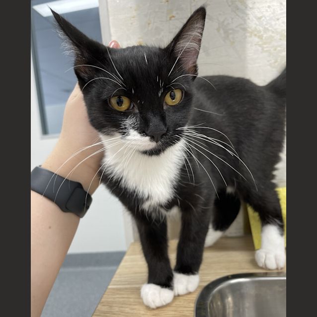 Photo of Louie(aka Miss Louisa)