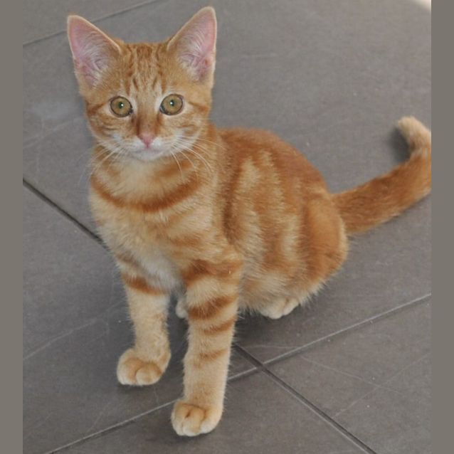 Photo of Kyla   Female Ginger