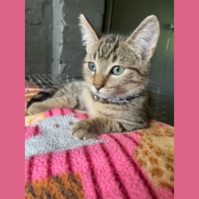 Photo of C1011 Charlie