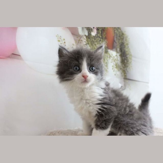 Photo of Floof **2nd Chance Cat Rescue**
