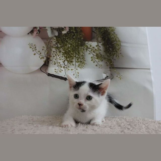 Photo of Mus **2nd Chance Cat Rescue**