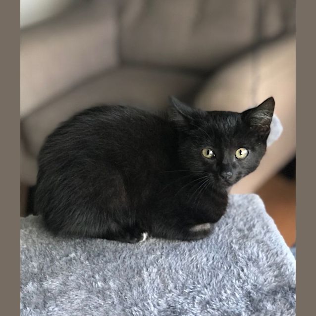 Photo of C1016  Lightning