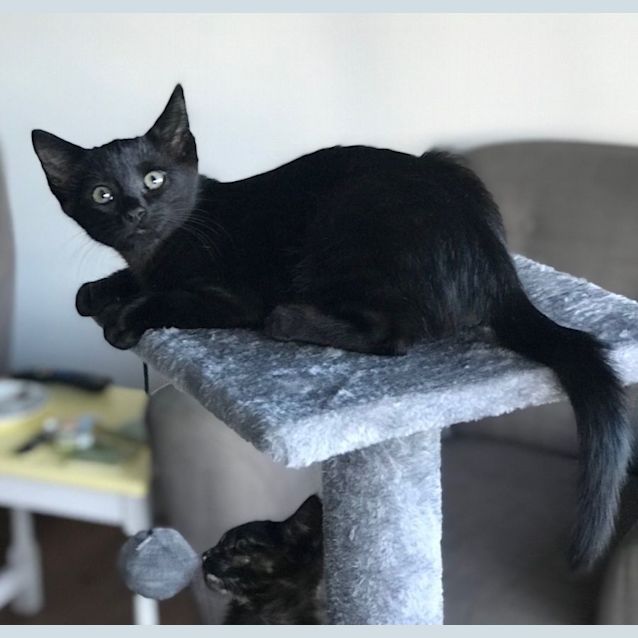 Photo of C1017 Thunder