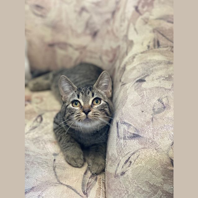 Photo of Moss