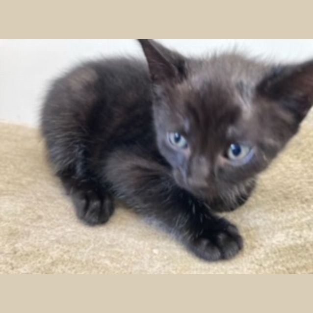 Photo of C1000 Louie