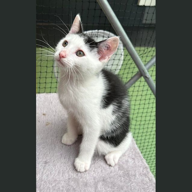 Photo of Polo