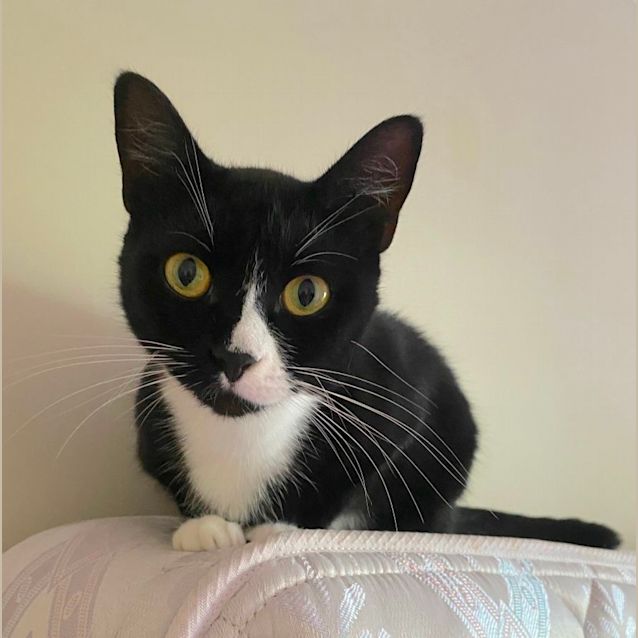 Photo of Dexter