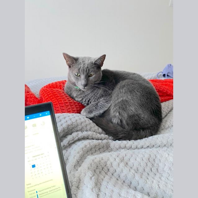 Photo of Gizmo & Alfred (Alfie)