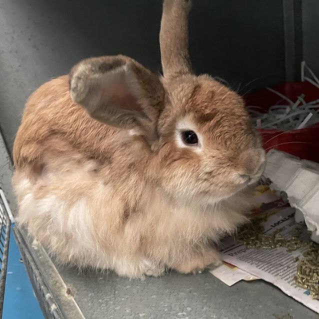 Photo of Carrot