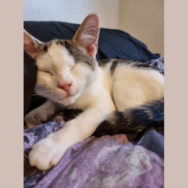 Photo of Scooter