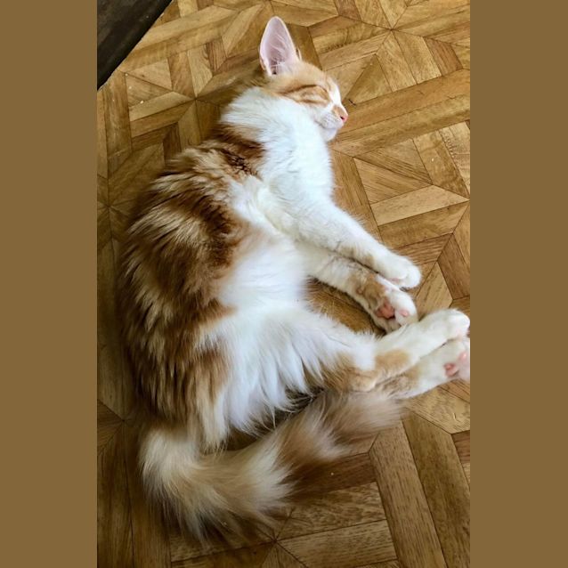 Photo of Bob