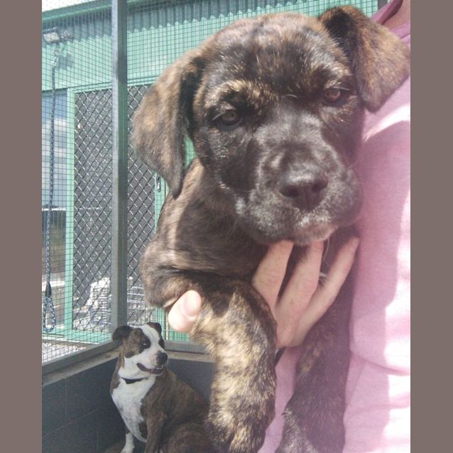 Photo of Piper