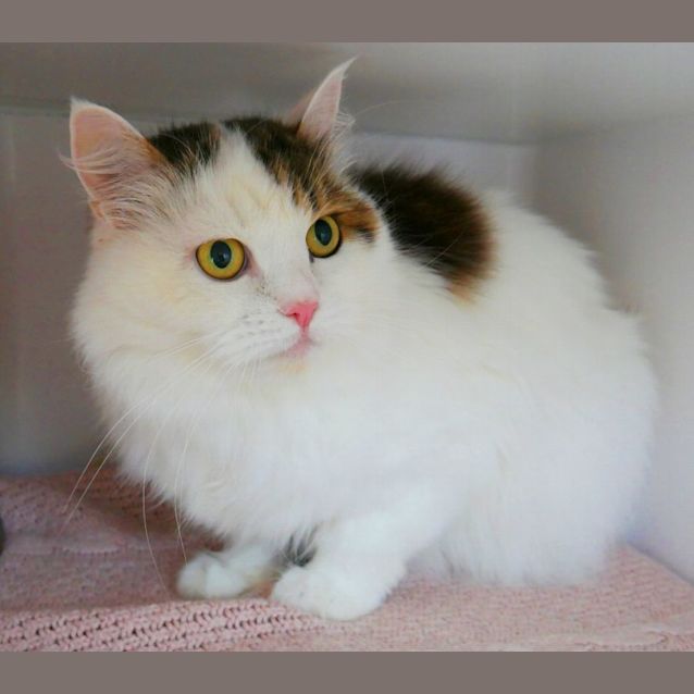 Photo of Hagrid Sua009769