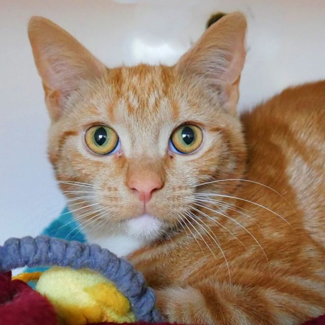 Photo of Alvin Stk009393