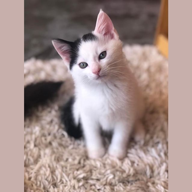 Photo of Smidge