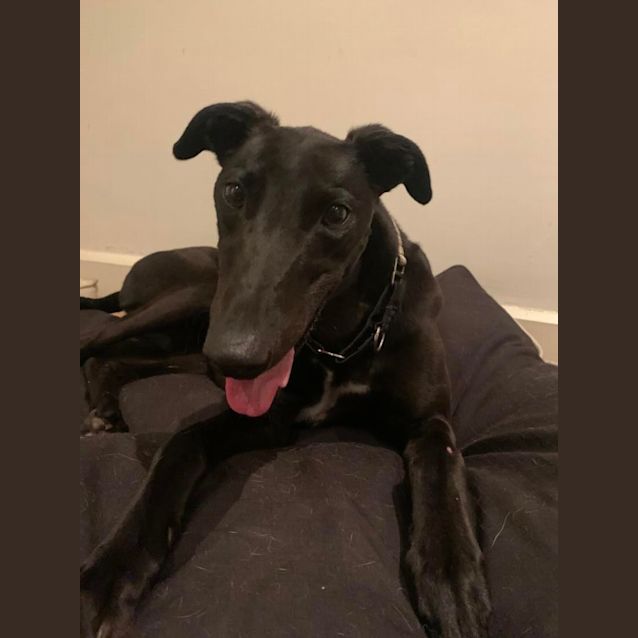 Photo of Chester