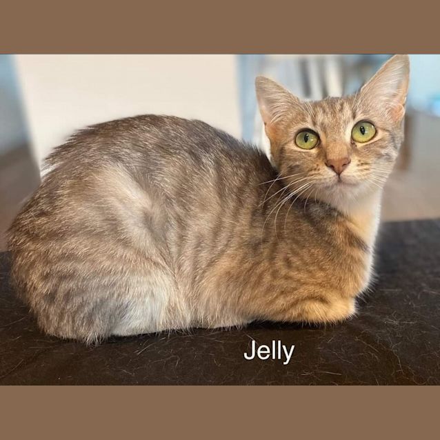 Photo of Jelly