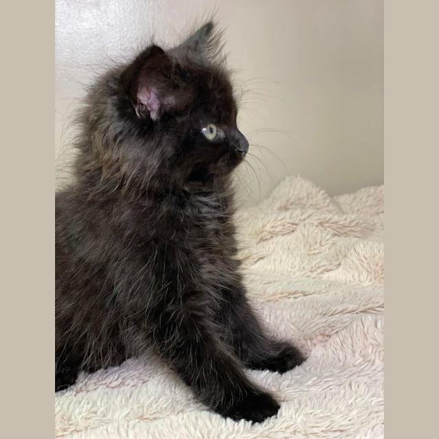Photo of Popple 