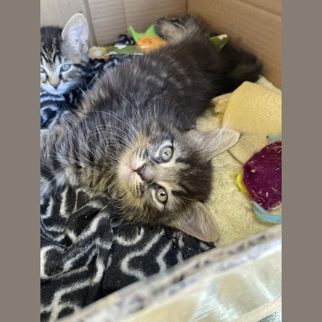 Photo of Shaggy, Daphnee, Thelma & Tank