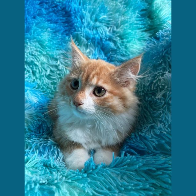 Photo of George   Located In Cranbourne