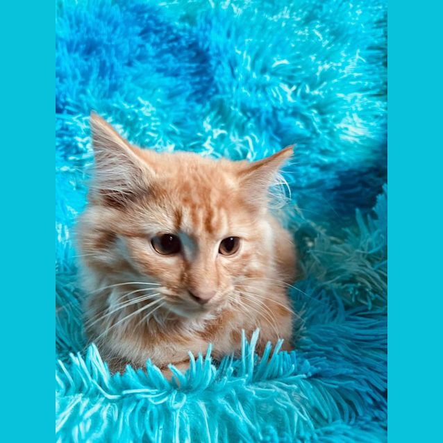 Photo of Charlie   Located In Cranbourne
