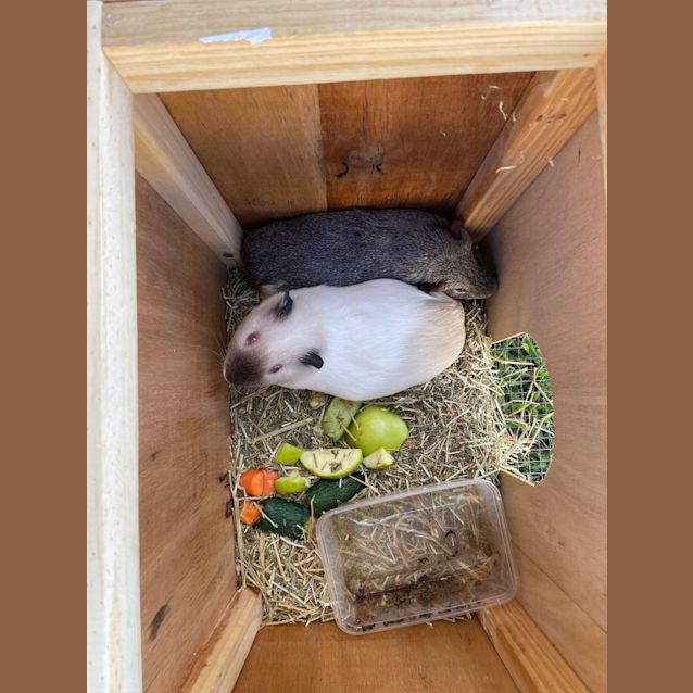 Photo of Snowy & Wilbur