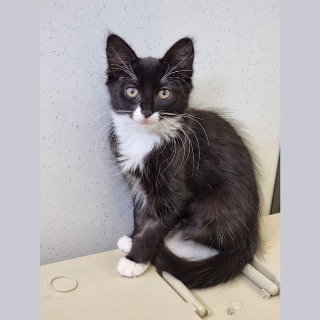 Photo of Nickel