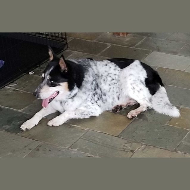 Photo of Jazz