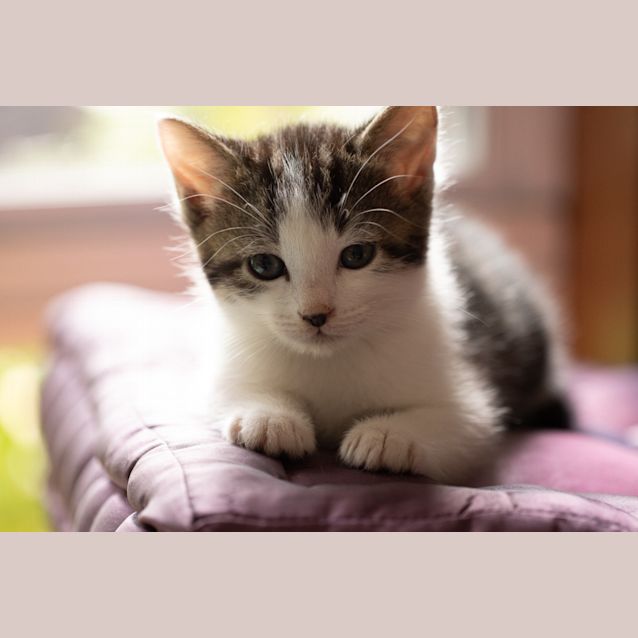 Photo of Mint