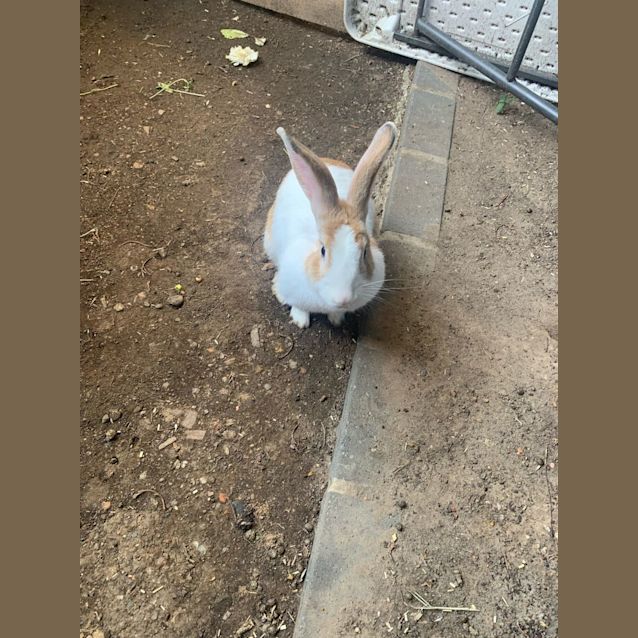 Photo of Lily