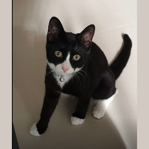 Photo of Tux 
