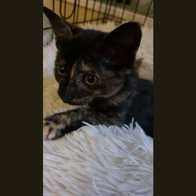 Photo of Misty
