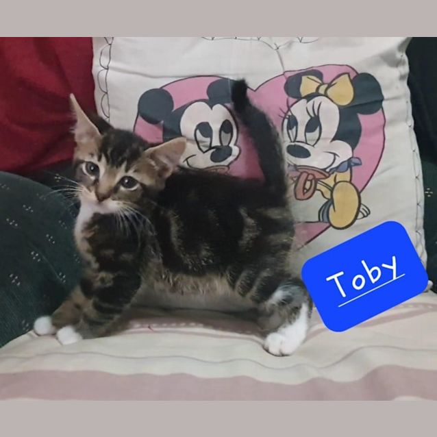 Photo of Toby 