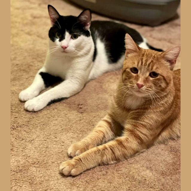 Photo of Simba And Albert