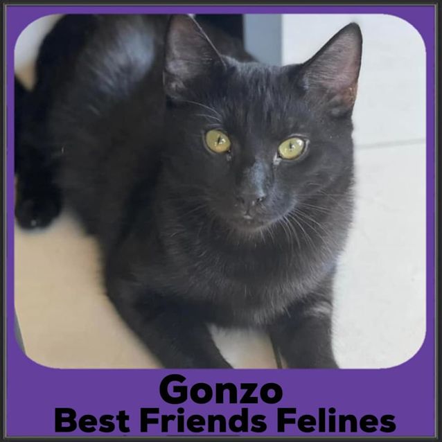 Photo of Gonzo 