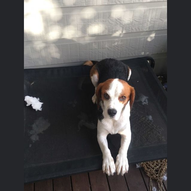 Photo of Frankie  ~ 6yr Old Beagle X(on Trial 21/4/22)