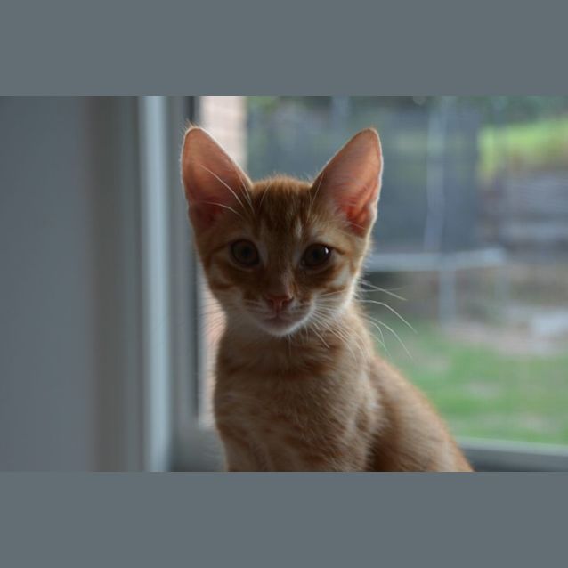 Photo of Barnaby The Purrminator