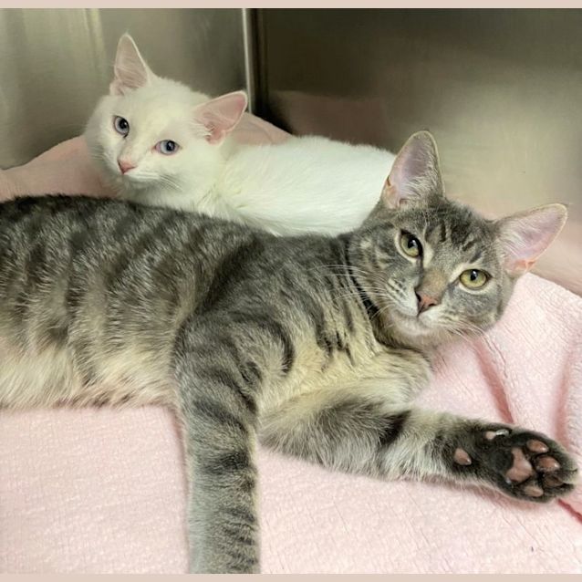 Photo of Marie And Toulouse