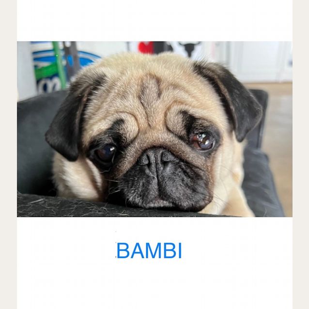 Photo of Bambi And Millie