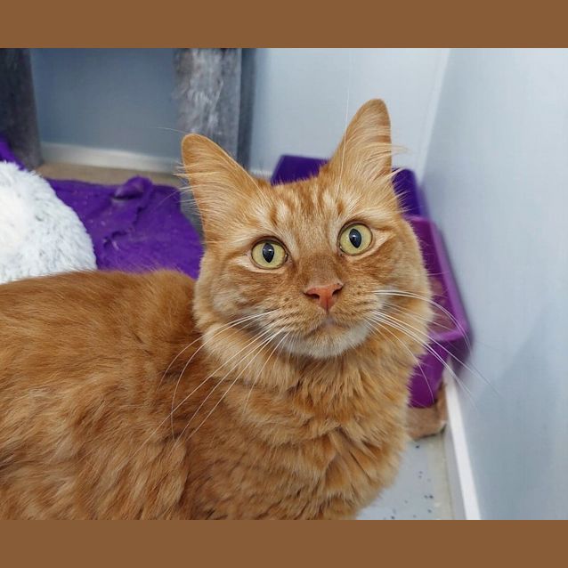Photo of Simba