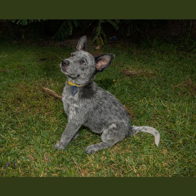 Photo of Lily   13 Week Old Cattle Dog (On Hold)