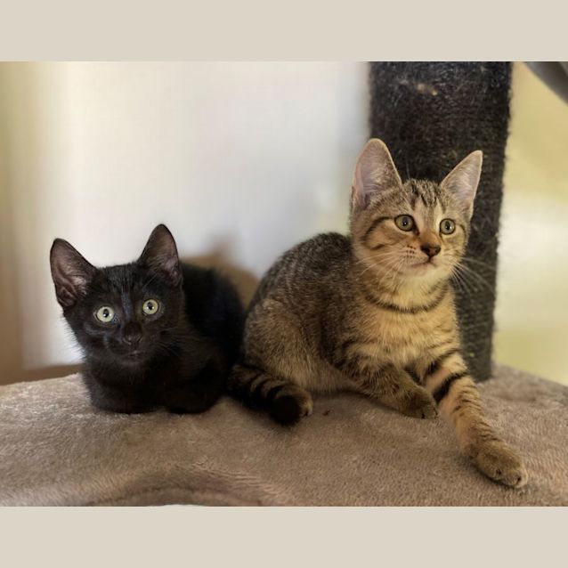Photo of Mindy **2nd Chance Cat Rescue**