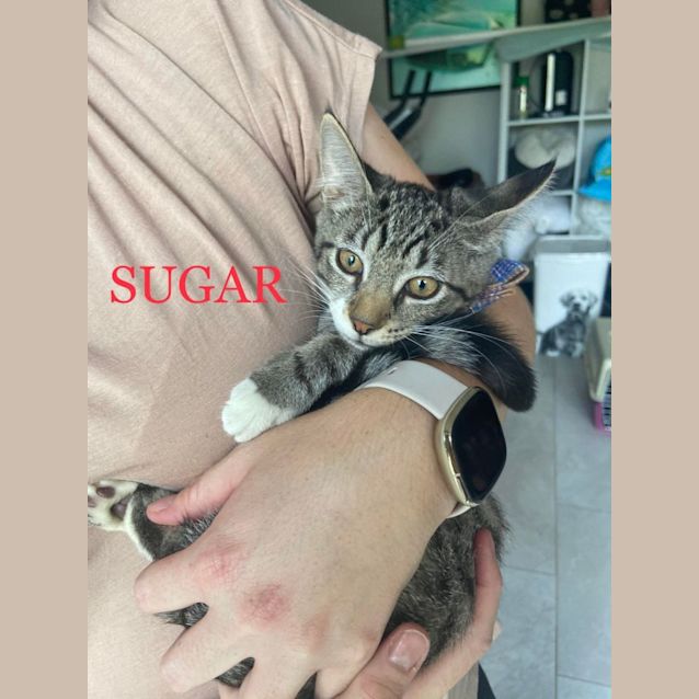 Photo of Sugar